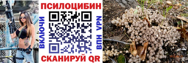 купить закладку Светогорск mega ССЫЛКА Галлюциногенные грибы Psilocybe